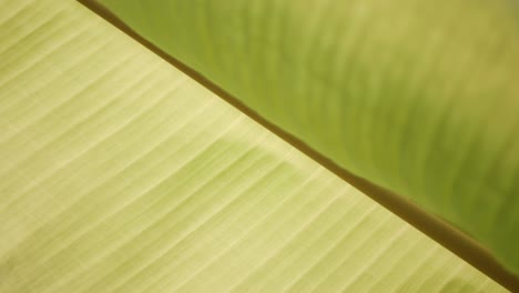 Banana-tree-leaf-texture-with-sunlight-shines-through-in-summer-day
