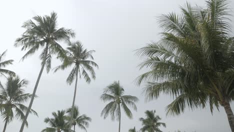 View-of-coconut-palm-trees-against-sky-near-beach-on-the-tropical-island-1
