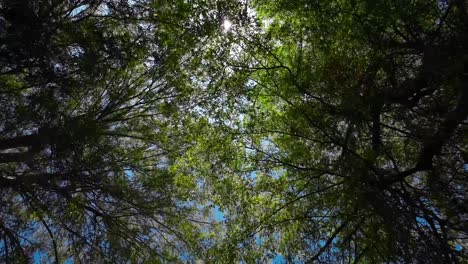 Looking-up-at-woodland-trees-bright-sunshine-beams-breaking-through-forest-canopy-branches