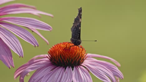 Small-Tortoiseshell-Butterfly-Sipping-Nectar-From-Purple-Coneflower---macro-1
