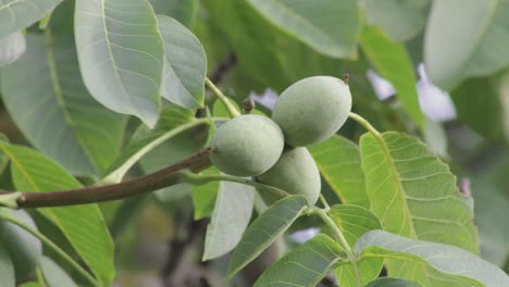 Medium-close-up-three-green-walnuts-growing-on-a-branch-of-a-walnut-tree-and-foliage