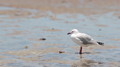 4K-Beach-View-Of-Solo-White-Seagull-Standing-In-The-Wind-On-Sand-In-Australia