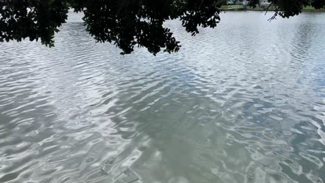 The-calm-waters-of-a-lake-shimmer-under-the-shady-branches-of-a-tree