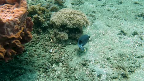 Ein-Schöner-Schwarzer-Kugelfisch-Blowfish-Schwimmt-über-Korallenriff-Und-Seeanemone-In-Den-Tropen-Von-Timor-Leste,-Südostasien,-Nahaufnahme-Von-Tropischen-Fischen-Beim-Tauchen