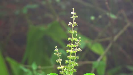 The-seeds-of-the-Tulsi-plant-or-basin-are-used-as-a-traditional-ayurvedic-medicine