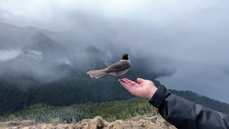 A-curious-but-wild-Canada-Jay-lands-on-a-man's-hand-begging-for-food-and-attention---isolated-close-up