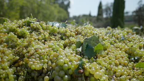 Bunch-Of-Freshly-Picked-Green-Grapes-Under-The-Sun-In-The-Vineyards