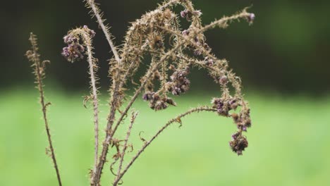 A-close-up-shot-of-the-withered-thorny-plants-on-the-blurry-background