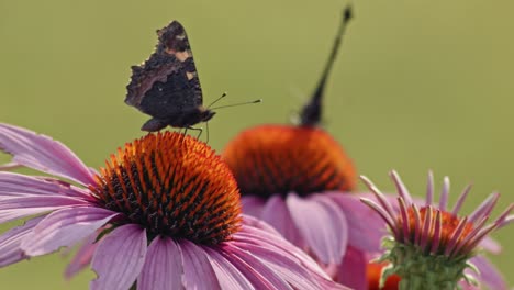 Dos-Mariposas-Comiendo-Néctar-De-Equinácea-Púrpura---Macro-1