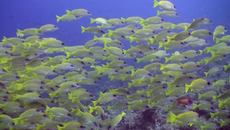 Big-shoal-yellowtail-snapper-swimming-over-coral-reef-in-the-Maldives
