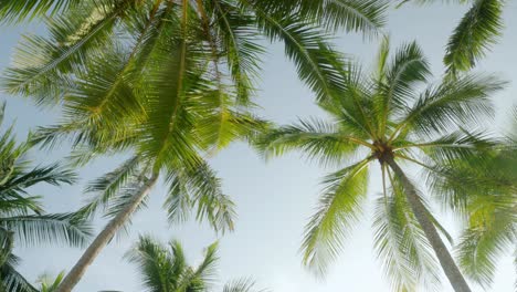 View-of-coconut-palm-trees-against-sky-near-beach-on-the-tropical-island