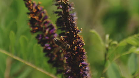 Bee-Pollinates-In-Tall-Perennial-Plant-In-The-Fields