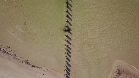 Aerial-birdseye-view-of-Baltic-sea-coast-on-a-sunny-day,-old-wooden-pier,-white-sand-dunes-damaged-by-waves,-coastal-erosion,-climate-changes,-wide-angle-drone-shot-moving-forward