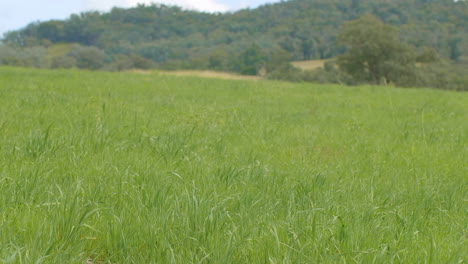 4K-Close-Up-Of-Green-Oat-Field-Grass-In-Rural-Australian-Countryside