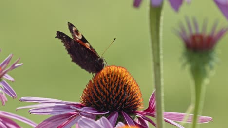 European-peacock-Butterfly-Sipping-Nectar-From-Purple-Coneflower,-while-other-butterfly-takes-off---macro