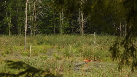 Ein-Weißwedelhirsch,-Der-An-Einem-Sonnigen-Tag-Durch-Das-Wasser-Eines-üppig-Grünen-Sumpfes-Watet,-Ontario,-Kanada
