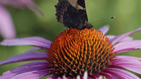 Small-Tortoiseshell-Butterfly-Sipping-Nectar-From-Purple-Coneflower---macro-4