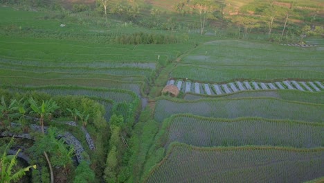 Farm-Hut-surrounded-by-agricultural-rice-fields-in-asian-countryside---aerial-orbit-shot
