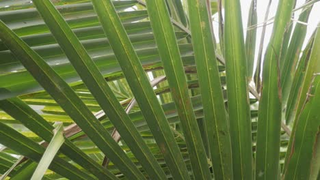 Tropical-coconut-palm-leaf-swaying-in-the-wind-with-sun-light,-Summer-background