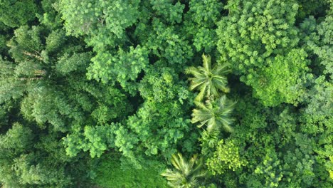 Luftaufnahme-Art-Tiefgrüner-Dschungel