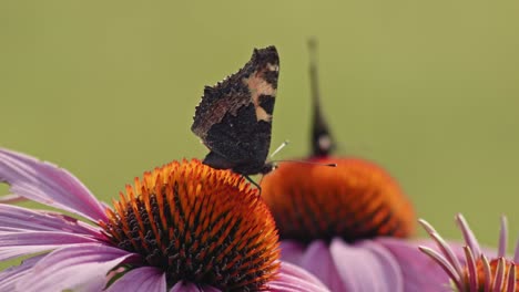 Dos-Mariposas-Alimentando-Néctar-En-Coneflower-Púrpura---Tiro-Estático-Macro