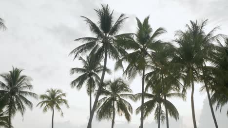 Blick-Auf-Kokospalmen-Gegen-Den-Himmel-In-Strandnähe-Auf-Der-Tropischen-Insel-2