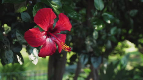 Exotic-red-flower-is-hanging-from-a-tree,-camera-is-turning-around-it