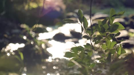Green-leaves-swaying-in-foreground,-blurred-river-flowing-in-natural-landscape,-Sunlight-reflection