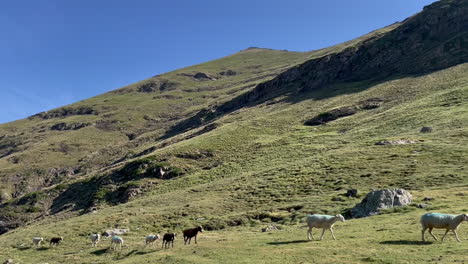Schafe-Suchen-Hochgebirgsweide,-Grünes-Gras,-Alpenblume-In-Den-Pyrenäen,-Südfrankreich
