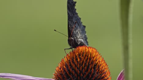 Pequeña-Mariposa-Tortoiseshell-Chupando-Néctar-De-Coneflower-Púrpura---Macro,-Vista-Frontal