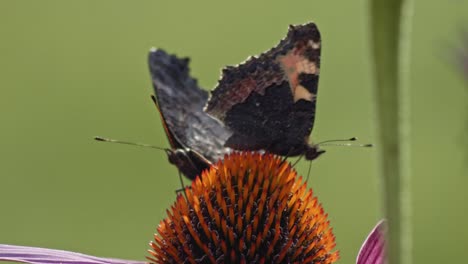 Two-butterflies-pollinating-Purple-Coneflower---macro
