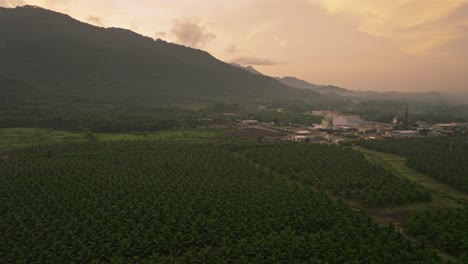 Aerial-flyover-green-Coconut-Plantation-in-front-of-industrial-factory-in-Villa-Altagracia