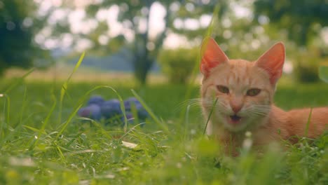 Close-up-of-an-orange-colored-cat-resting-quietly-on-the-lawn-with-several-plums-next-to-it