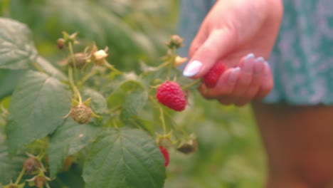 Close-up-of-a-girl-picking-wild-raspberries-straight-from-the-plant-in-slow-motion