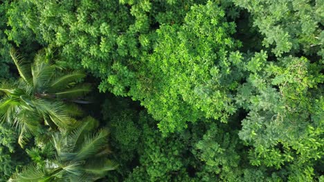 Aerial-view-shot-of-deep-green-jungle