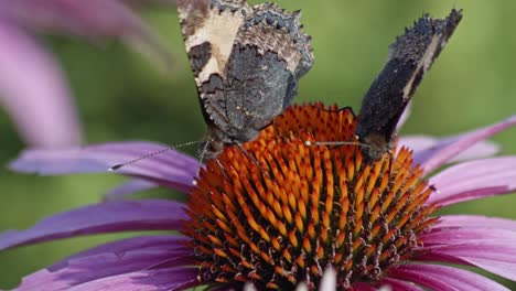Dos-Mariposas-Alimentando-Néctar-De-Coneflower-Púrpura---Macro-Shot