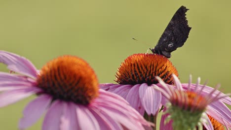 Kleiner-Schildpatt-Schmetterling,-Der-Flügel-Auf-Purpursonnenhut-öffnet---Makro-2