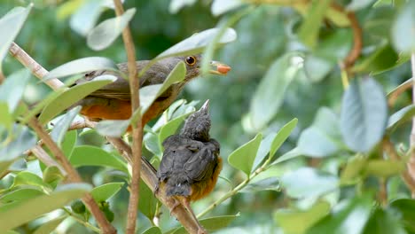 Rotbauchdrossel-Füttert-Jungvogel-Außerhalb-Des-Nestes