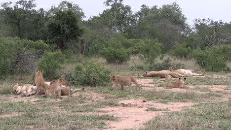 Lionesses-Nursing-Cubs-While-They-Fight-Over-Milk-on-Ground-of-African-Savanna,-Wide-View