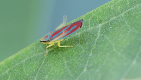 Red-banded-leafhopper,-also-known-as-the-Candy-striped-leafhopper-resting-on-a-leaf-and-cleaning-its-wings-and-abdomen-using-its-rear-legs