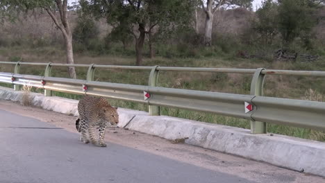 Leopard-Walking-on-Road-in-Kruger-National-Park,-South-Africa