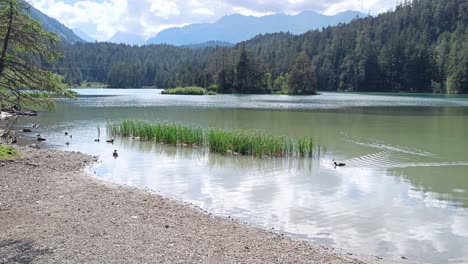 Ducks-swimming-in-Nature-in-a-Lake-in-the-Alps-in-Austria