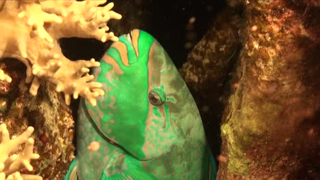 Green-Parrotfish-resting-on-coral-reef-at-night-close-up-shot