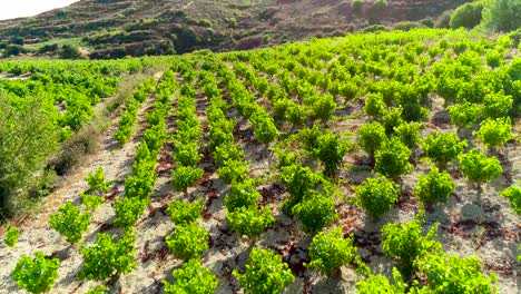 Aerial-drone-footage-of-vineyards,-golden-green-grape-field-rows-in-Koilani,-Limassol,-Cyprus-2