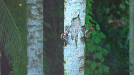 A-woodpecker-is-sitting-on-a-tree-branch