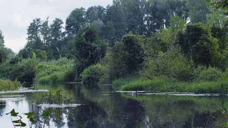Duck-swimming-in-pond-in-beautiful,-fairytale-garden