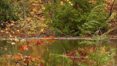 Ein-Bunter-Wald-Ist-Voll-Von-Hellem-Herbstlaub,-Das-Sich-Auf-Ruhigem-Wasser-Spiegelt