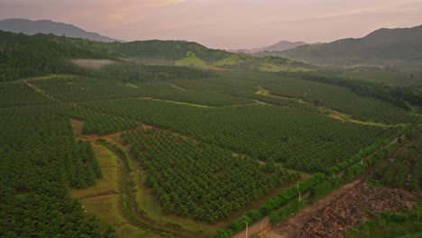 Panoramablick-Auf-Die-Kokosfarm-In-Der-Nähe-Der-Villa-Altagracia-In-Der-Dominikanischen-Republik