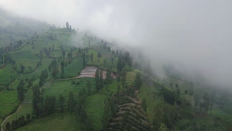 Aerial-view-of-Tobacco-Plantation-and-Tea-Field-growing-on-Hill-during-cloudy-and-foggy-day