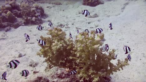 Three-stripe-damsel-fish-over-small-hard-coral